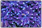 Galaxy Coral